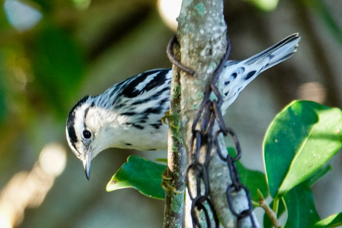 Kletterwaldsänger - ML645277412