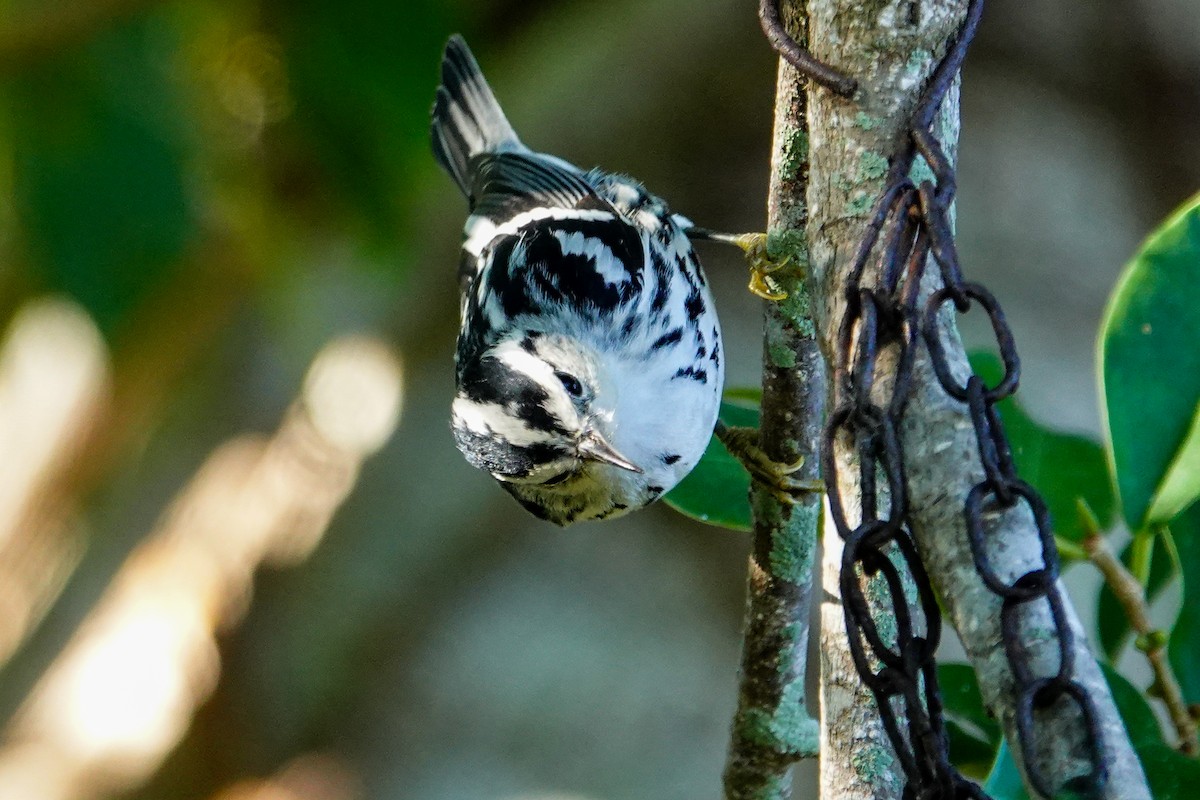 Kletterwaldsänger - ML645277413