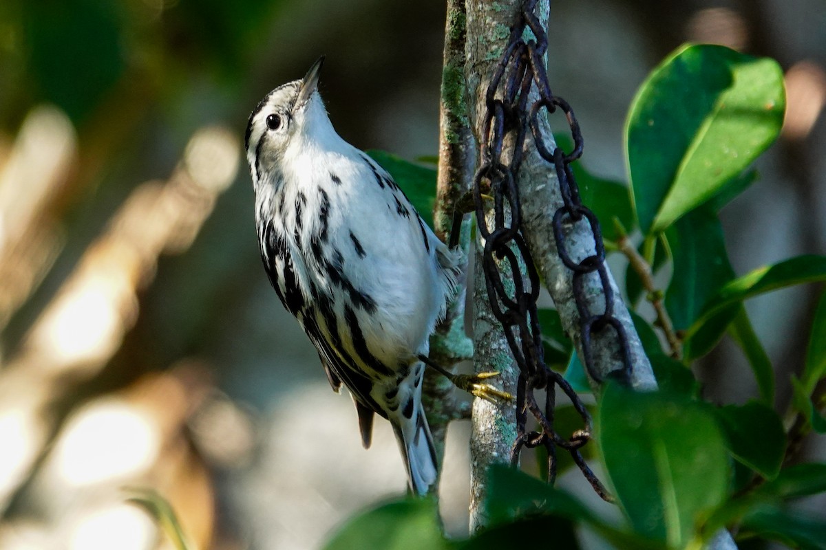 Kletterwaldsänger - ML645277414