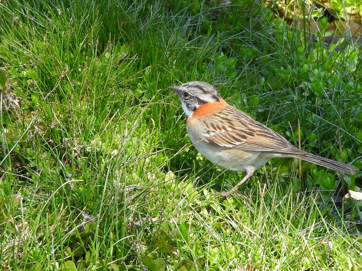 Morgenammer - ML645277415