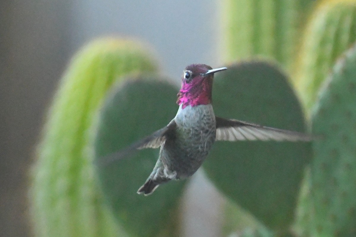 Annakolibri - ML645277418