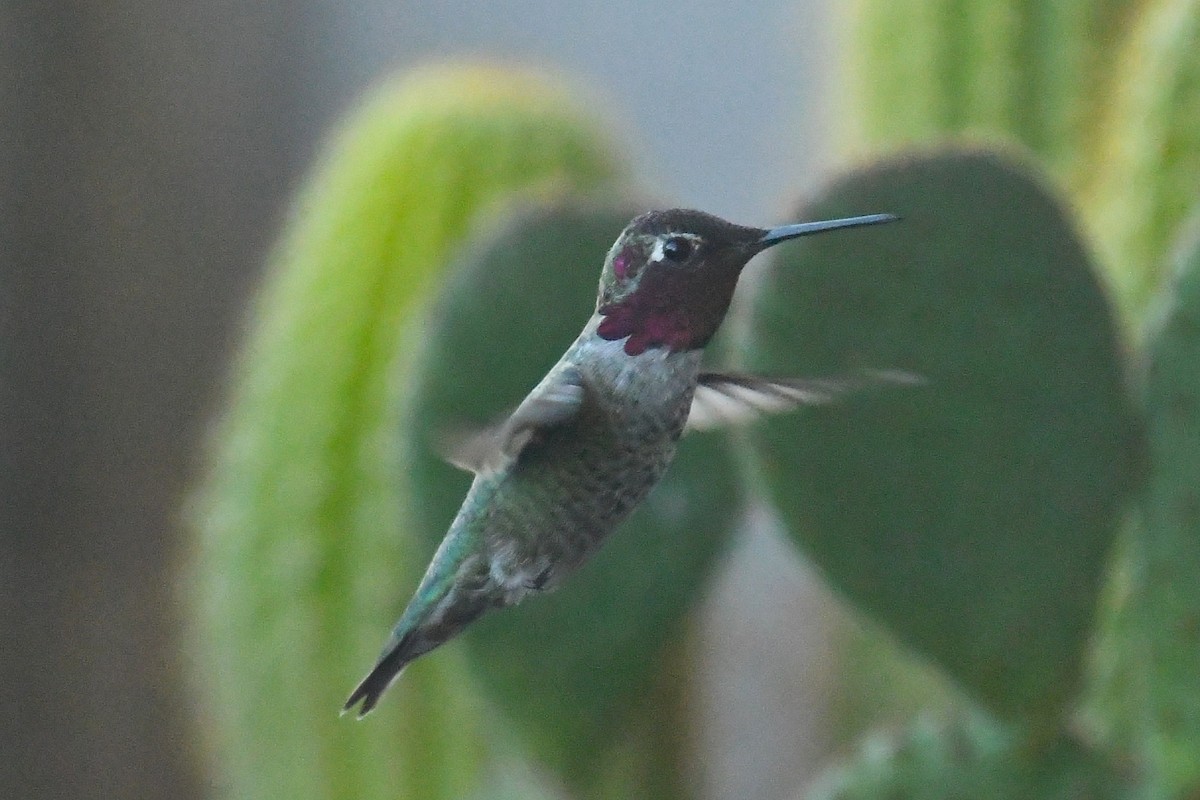 Annakolibri - ML645277419