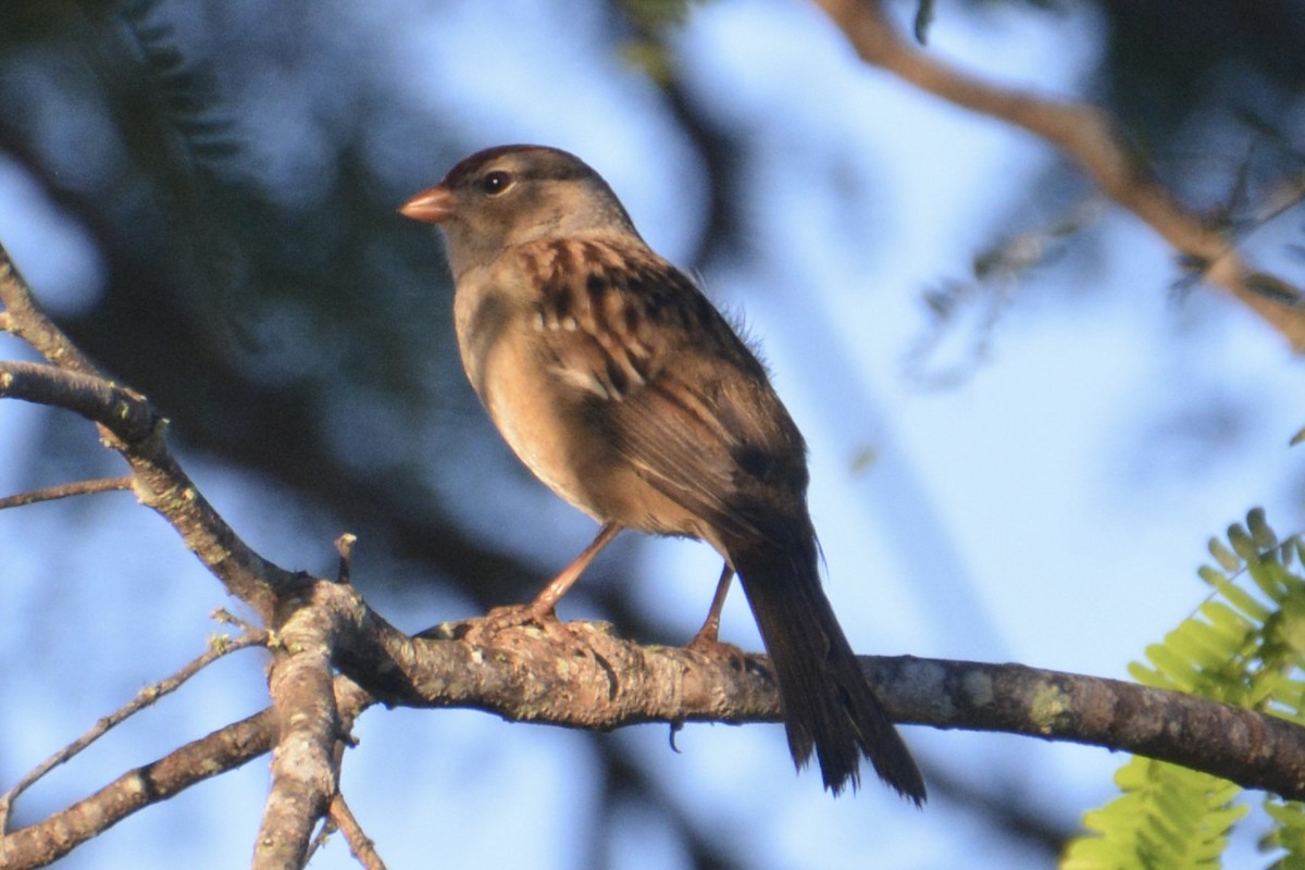 White-crowned Sparrow - ML645277420