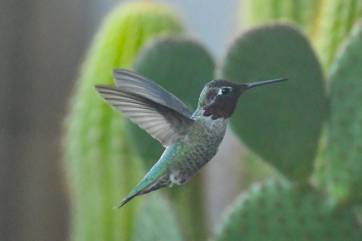 Annakolibri - ML645277421