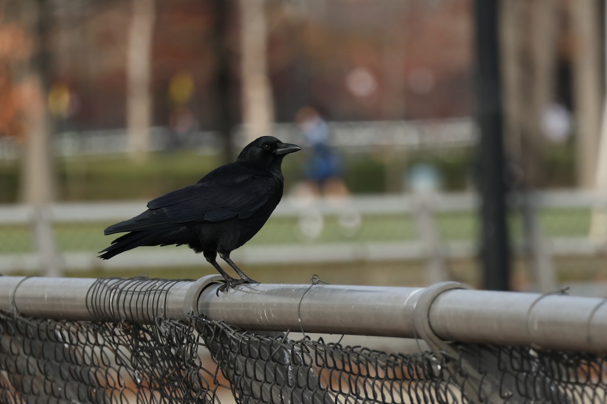 Amerikakrähe - ML645277422