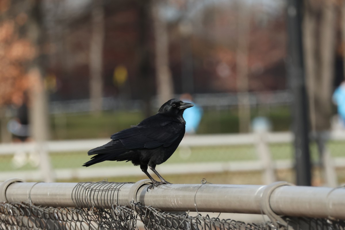 Amerikakrähe - ML645277423