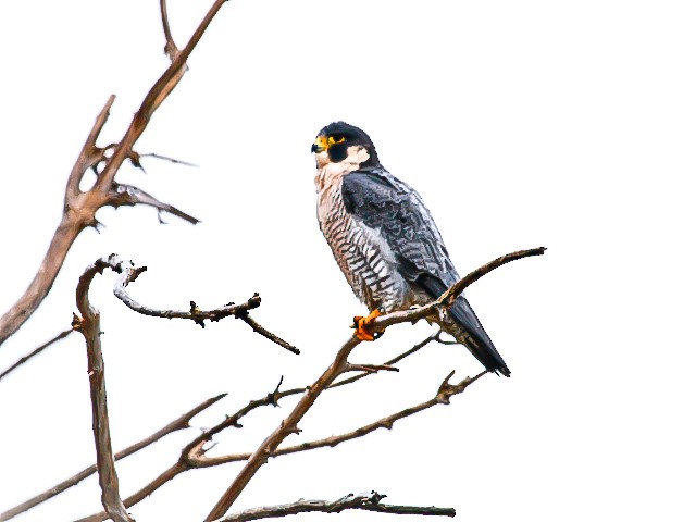 Peregrine Falcon - ML645277425