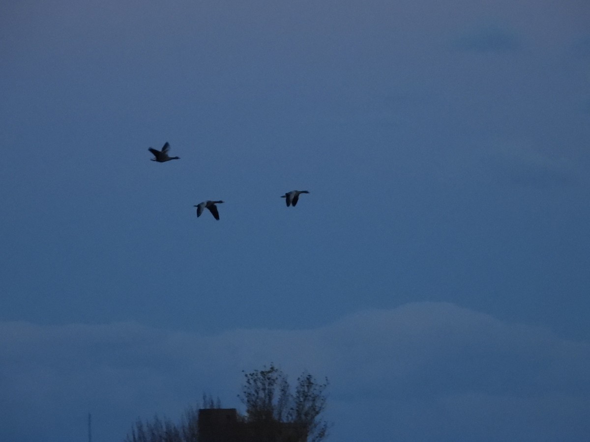 Graylag Goose - ML645277427