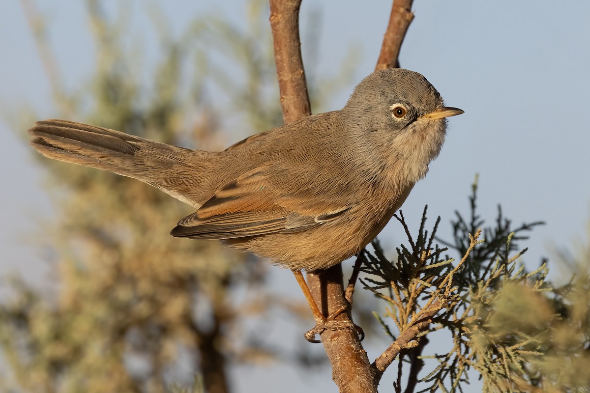 チャバラムシクイ - ML645277428