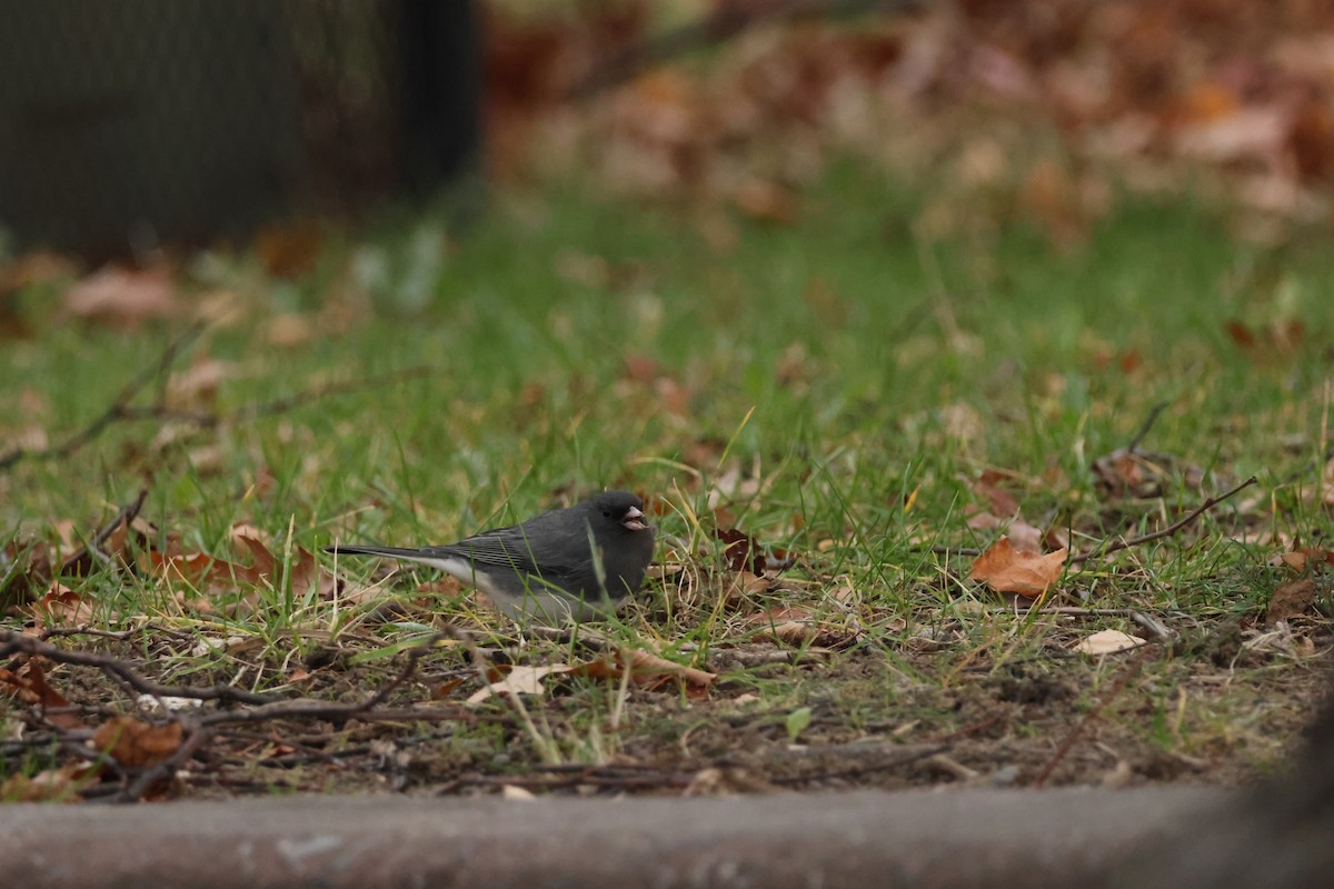 Dark-eyed Junco (Slate-colored) - ML645277429