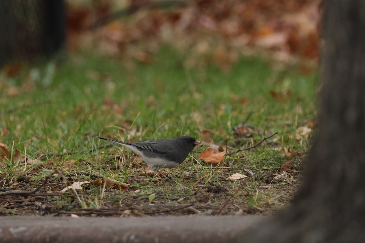 Dark-eyed Junco (Slate-colored) - ML645277430