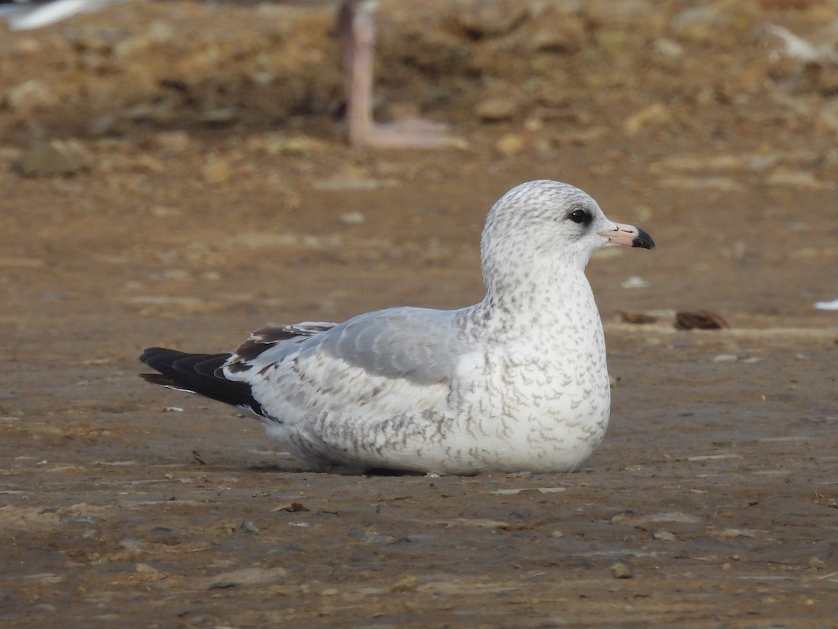 Ring-billed Gull - ML645277432