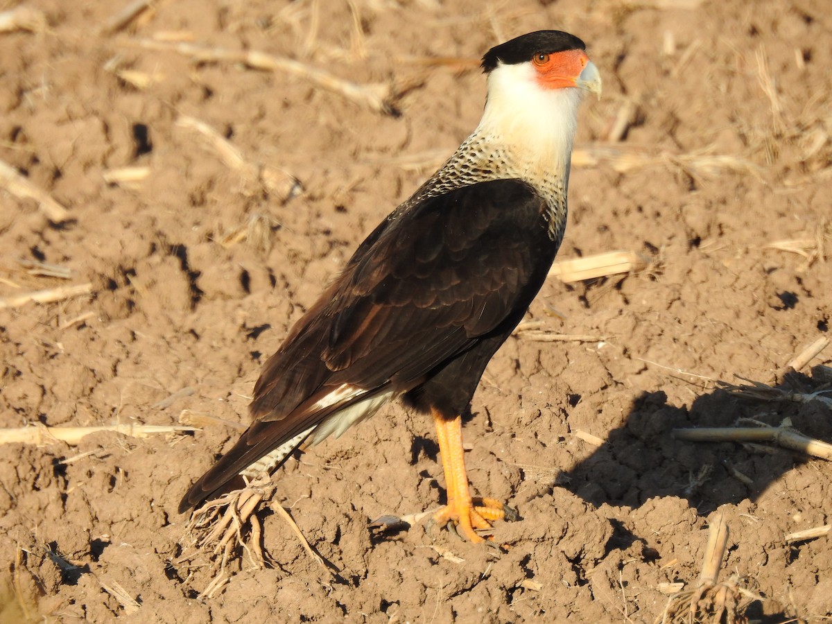 Crested Caracara - ML645277442