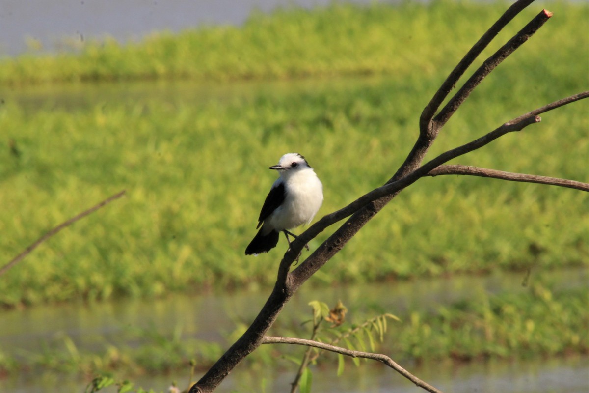 Moucherolle pie - ML645277461