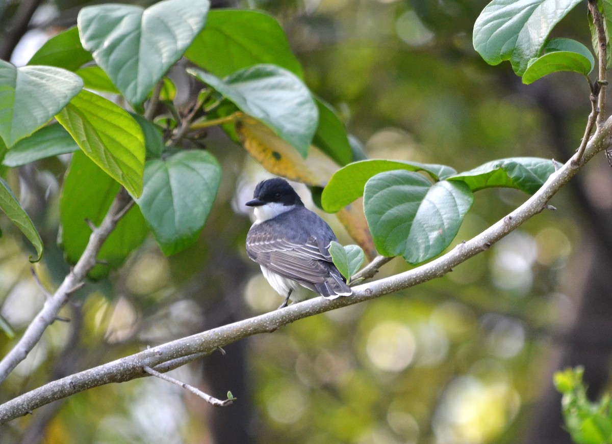 טירן מזרחי - ML645277475