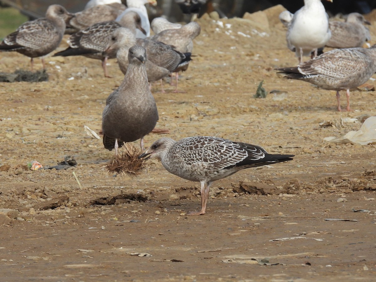 American Herring Gull - ML645277478