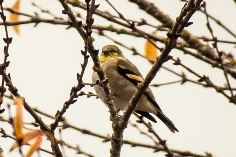 Altın İskete - ML645277483