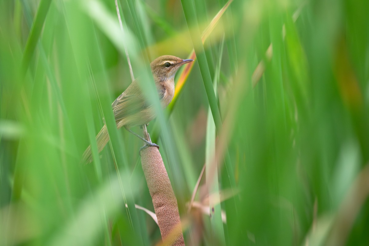 Manchurian Reed Warbler - ML645277496