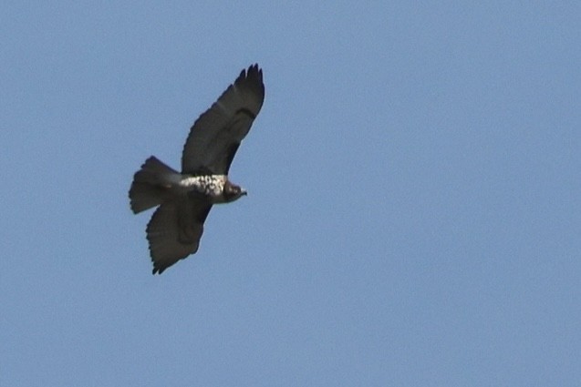 Red-tailed Hawk (borealis) - ML645277504
