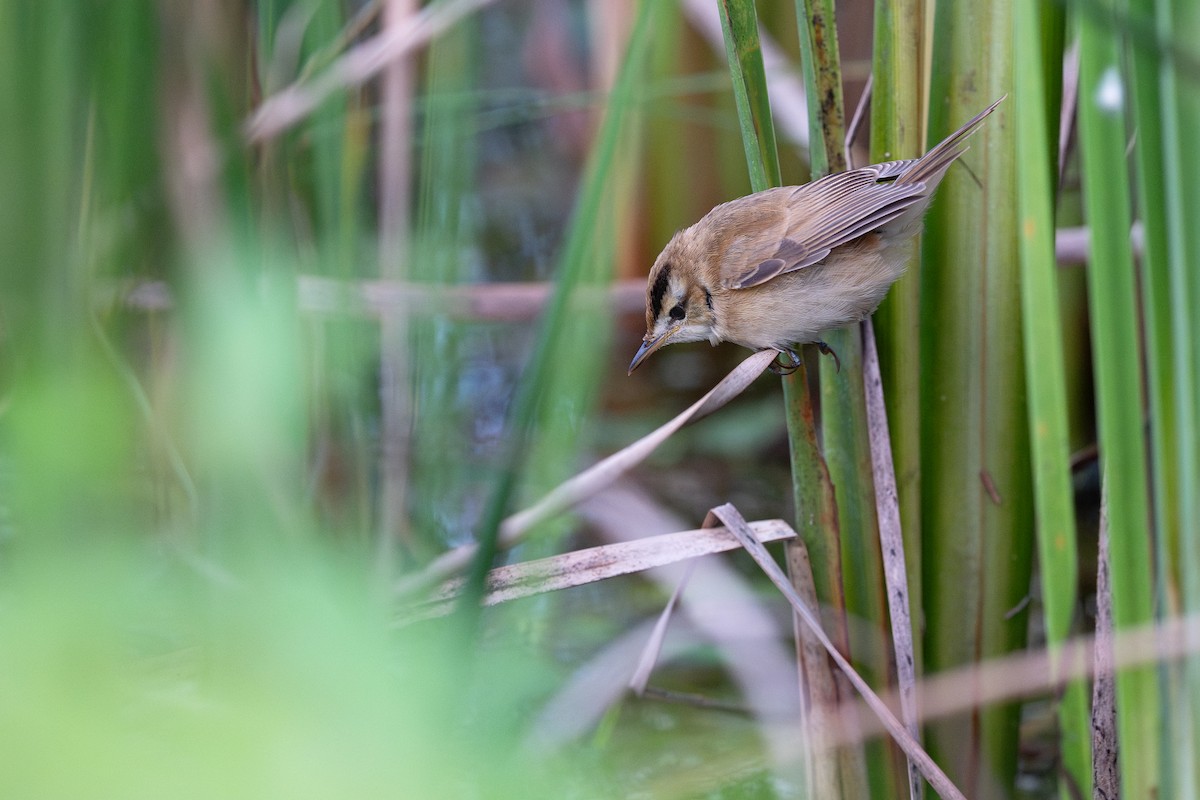 Black-browed Reed Warbler - ML645277509
