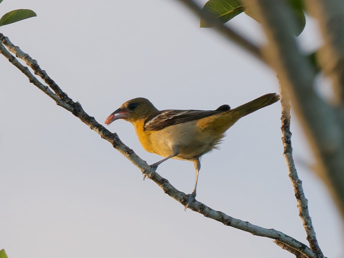 Балтиморский трупиал - ML645277520