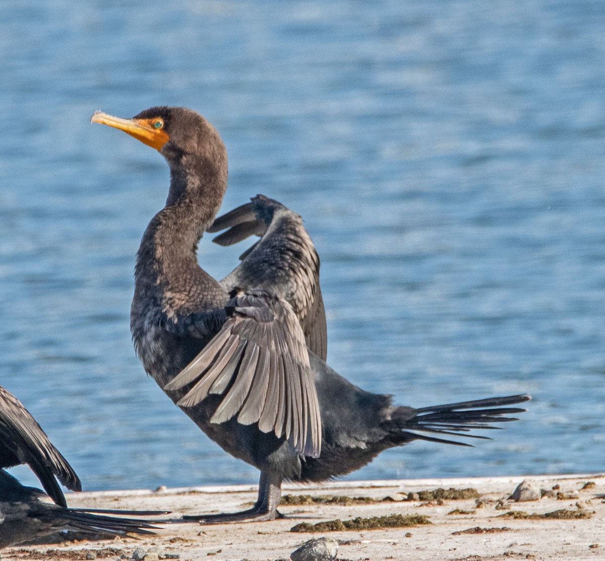 Double-crested Cormorant - ML645277525