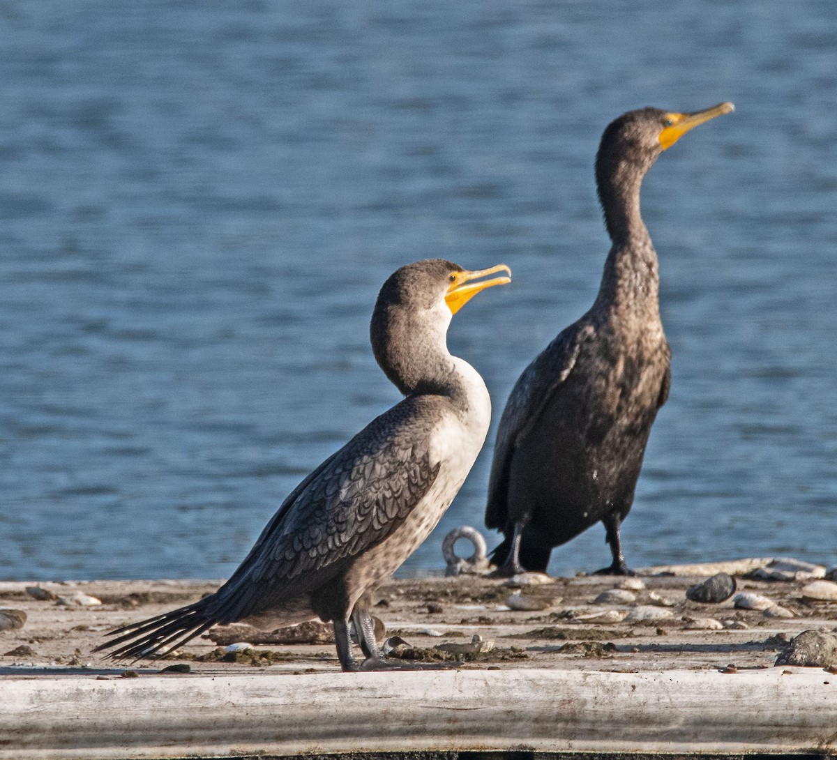 Double-crested Cormorant - ML645277526