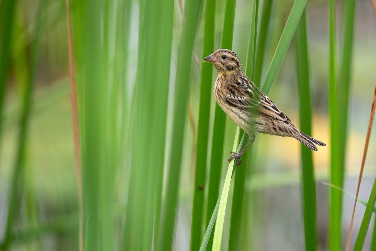 strnad obojkový - ML645277529