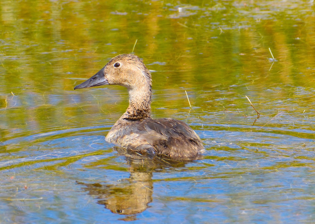 Büyük Elmabaş - ML645277555