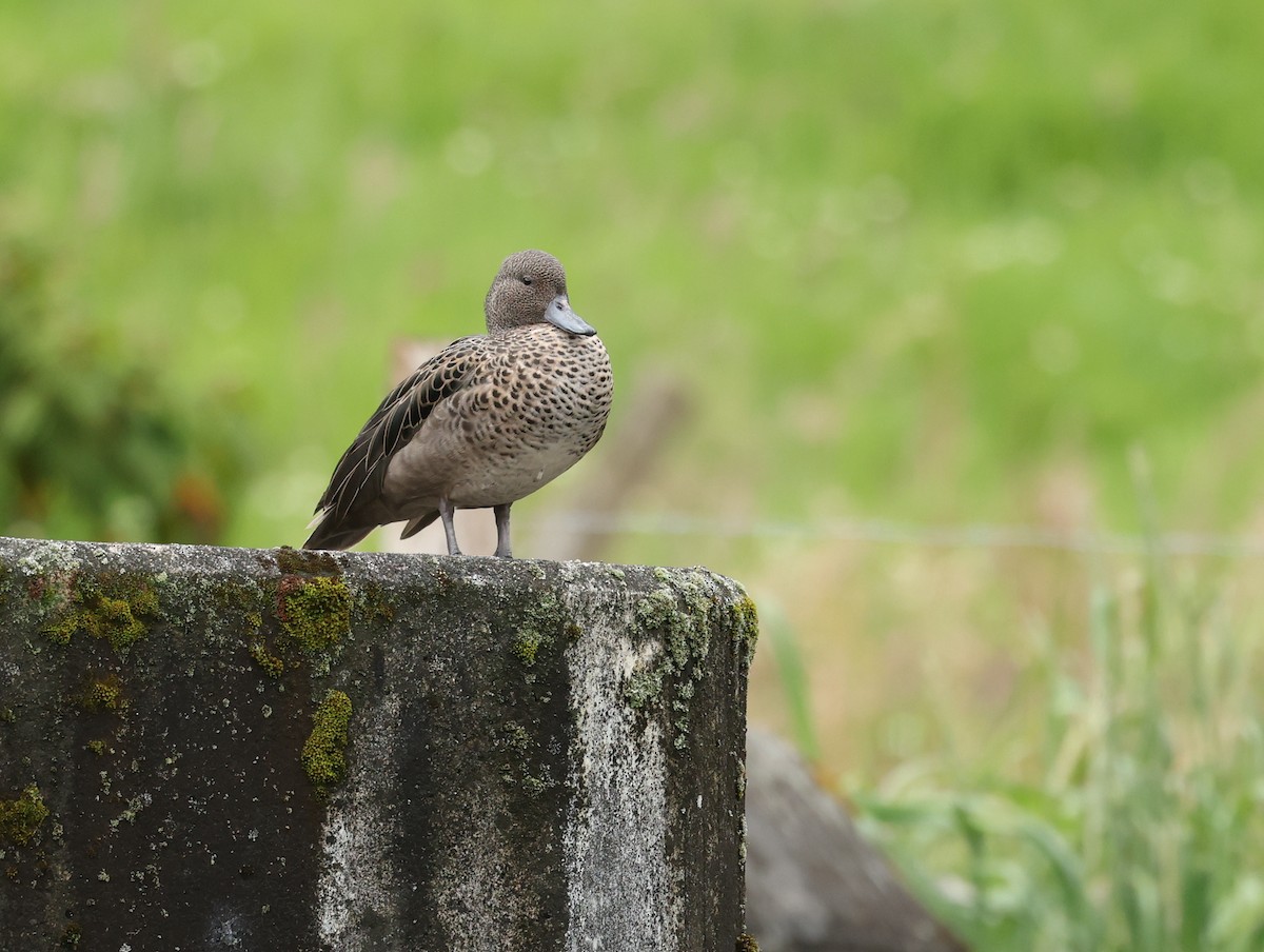 アンデスコガモ - ML645277557