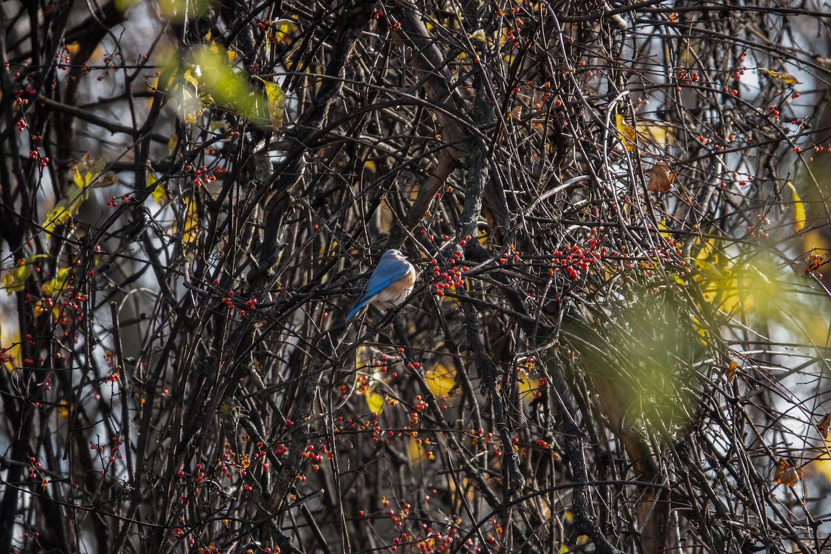 Eastern Bluebird - ML645277565