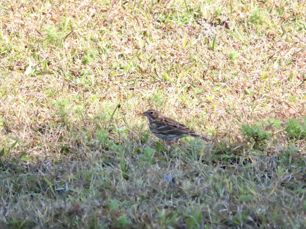 Vesper Sparrow - ML645277566