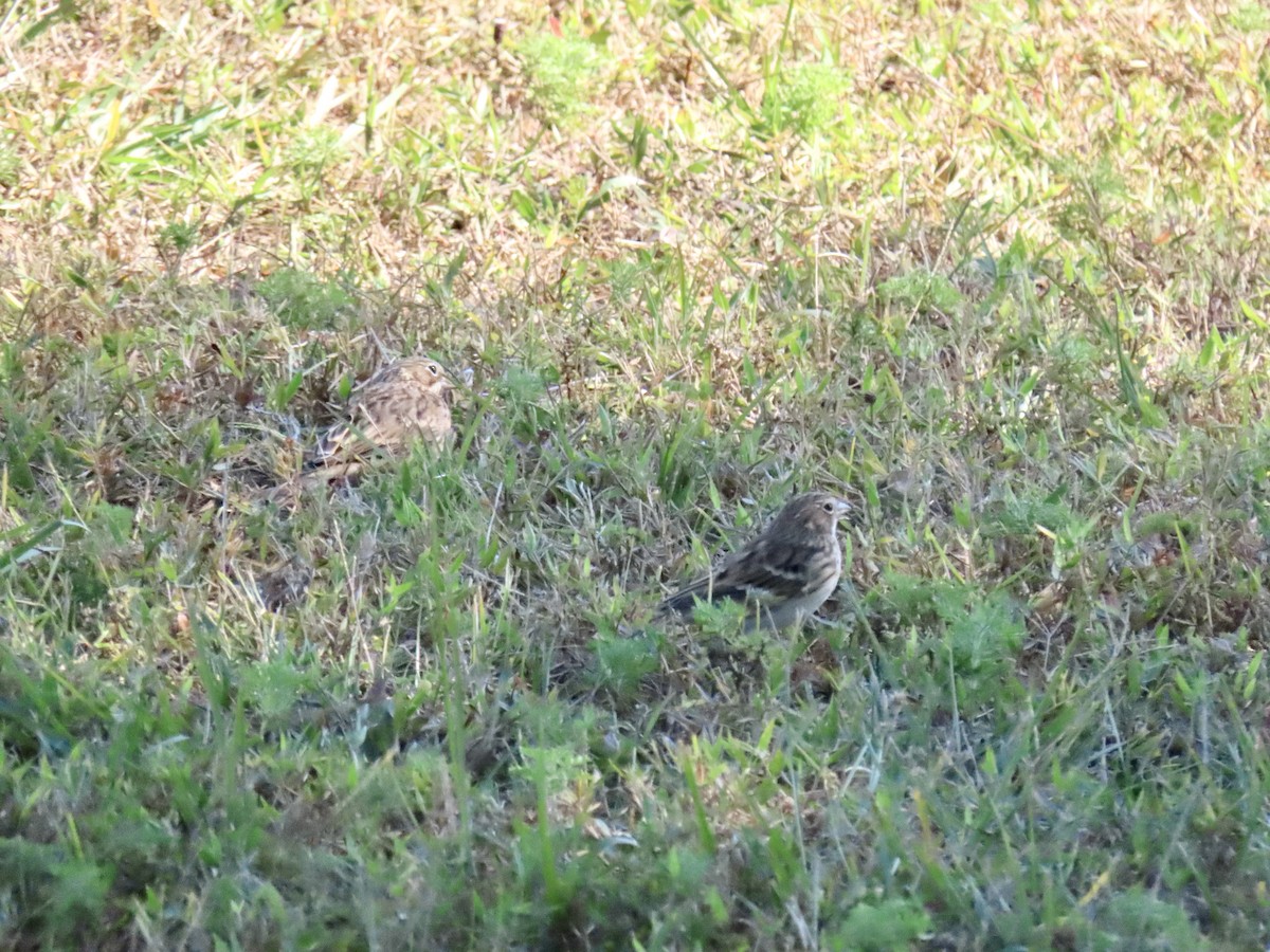 Vesper Sparrow - ML645277567