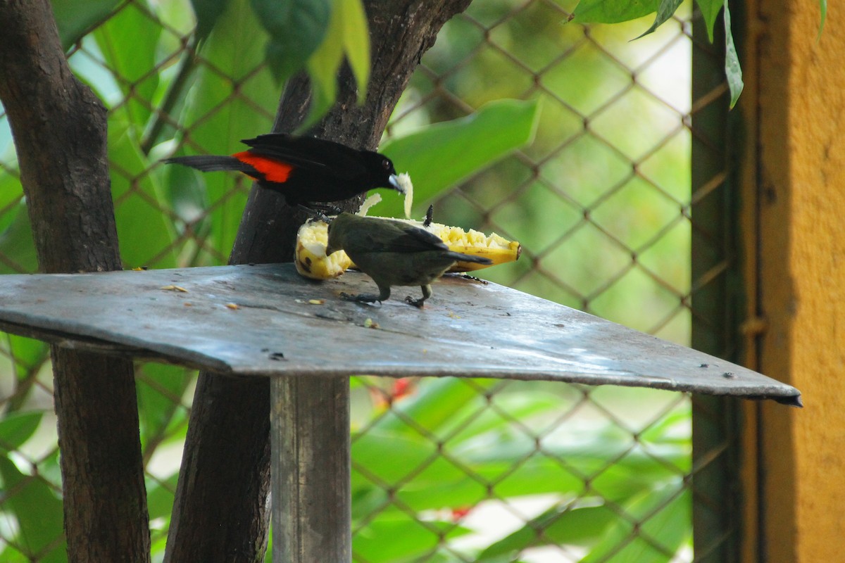 Tangara des palmiers - ML645277584