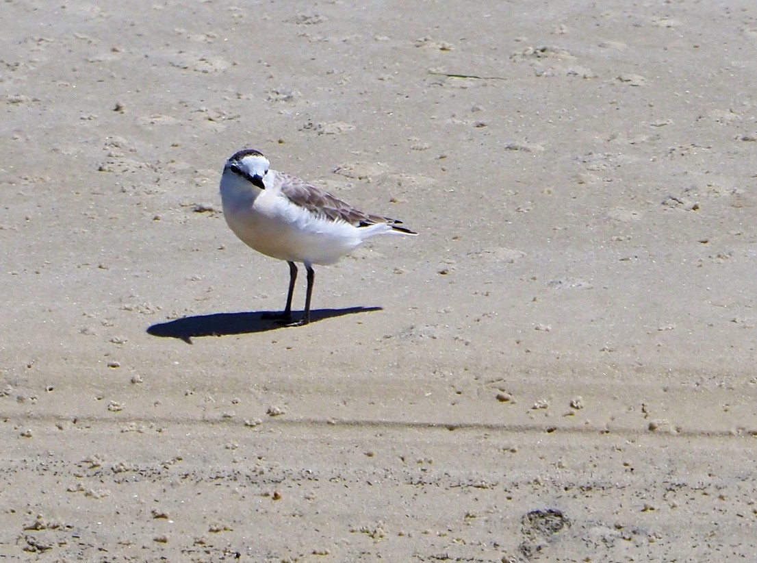 White-fronted Plover - ML645277588