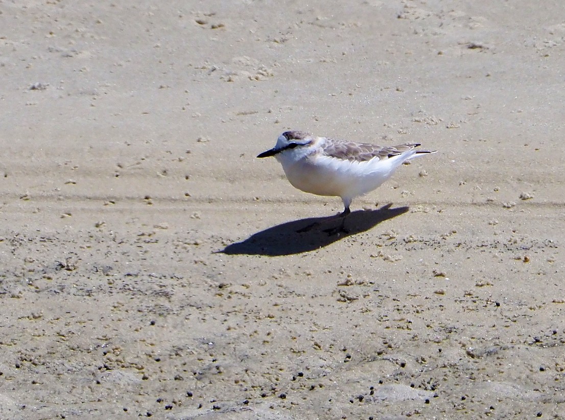 White-fronted Plover - ML645277589