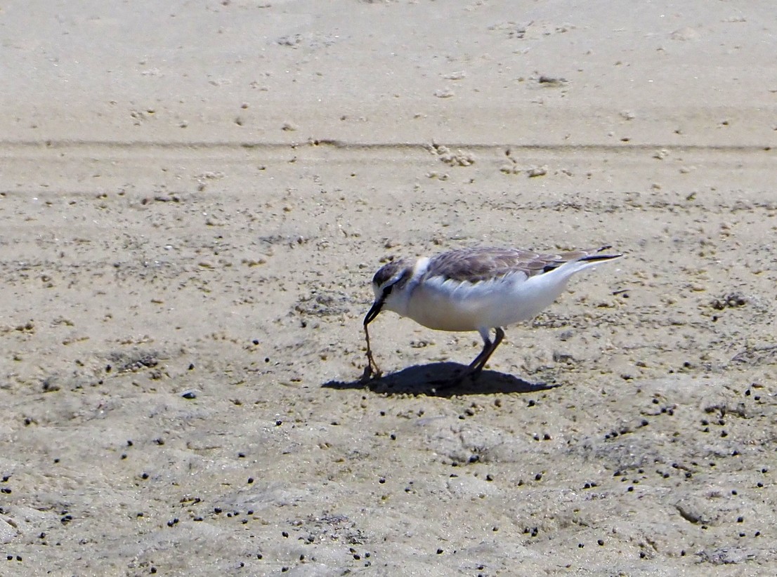 White-fronted Plover - ML645277590