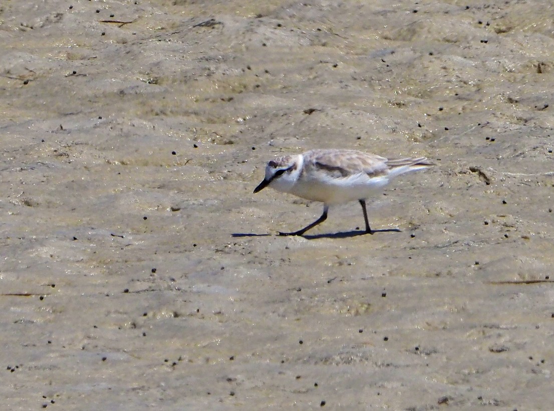 White-fronted Plover - ML645277591