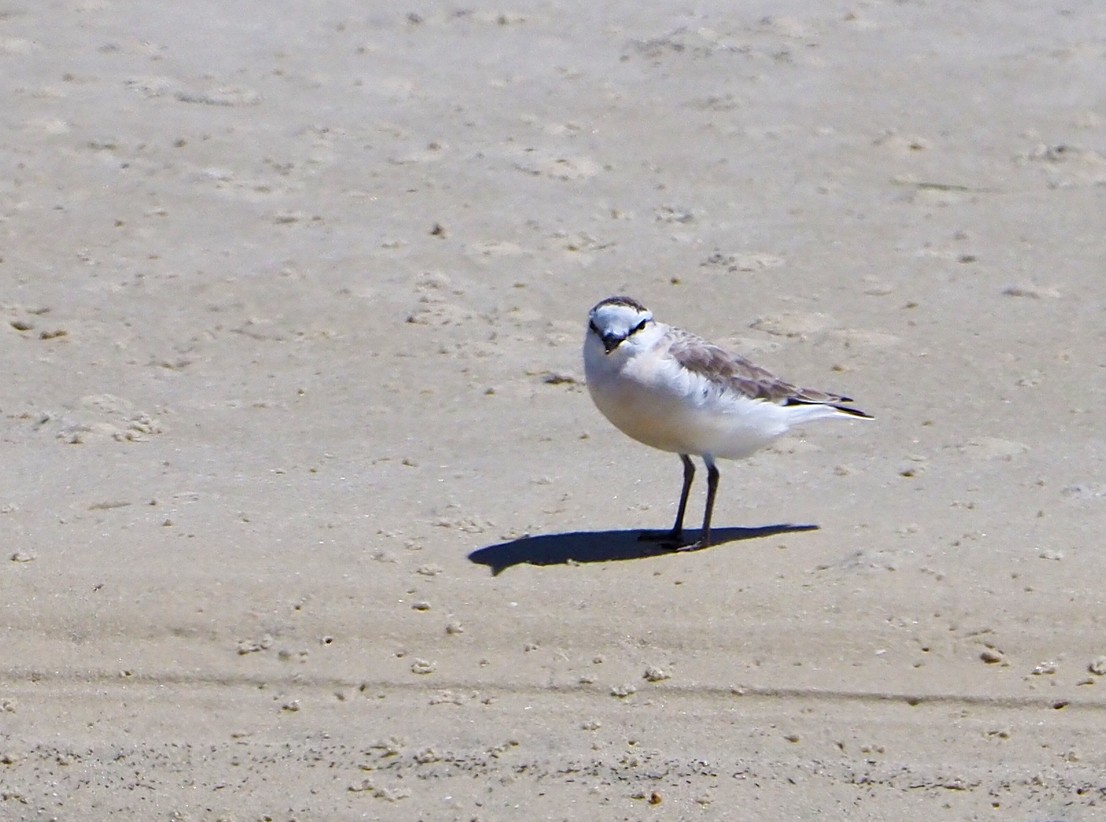 White-fronted Plover - ML645277592