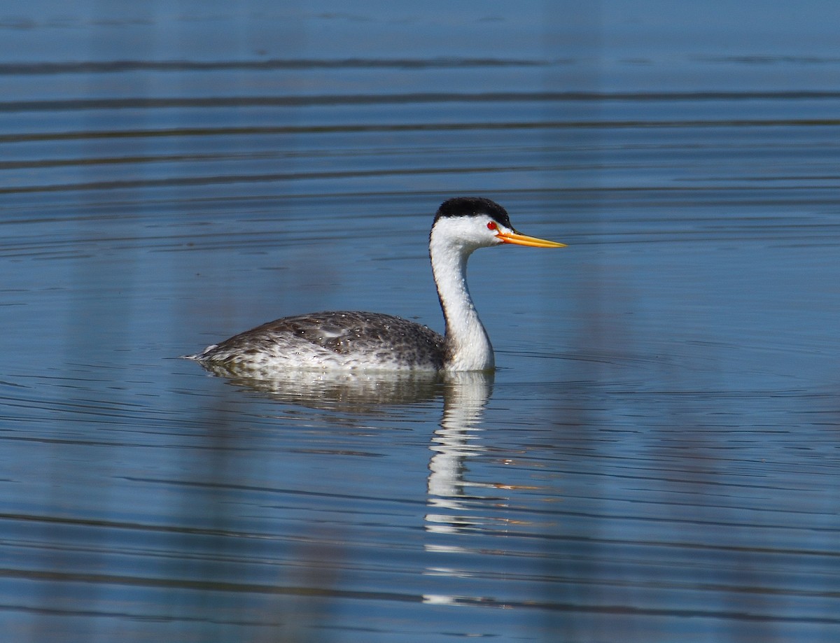 Clark's Grebe - ML645277606