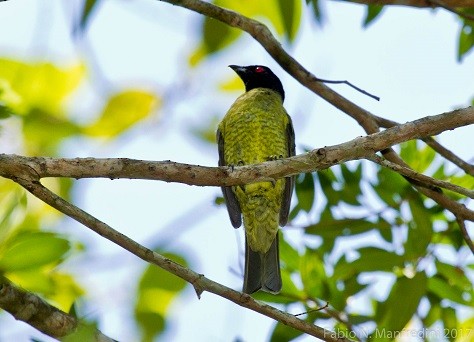 Black-headed Berryeater - ML645277610