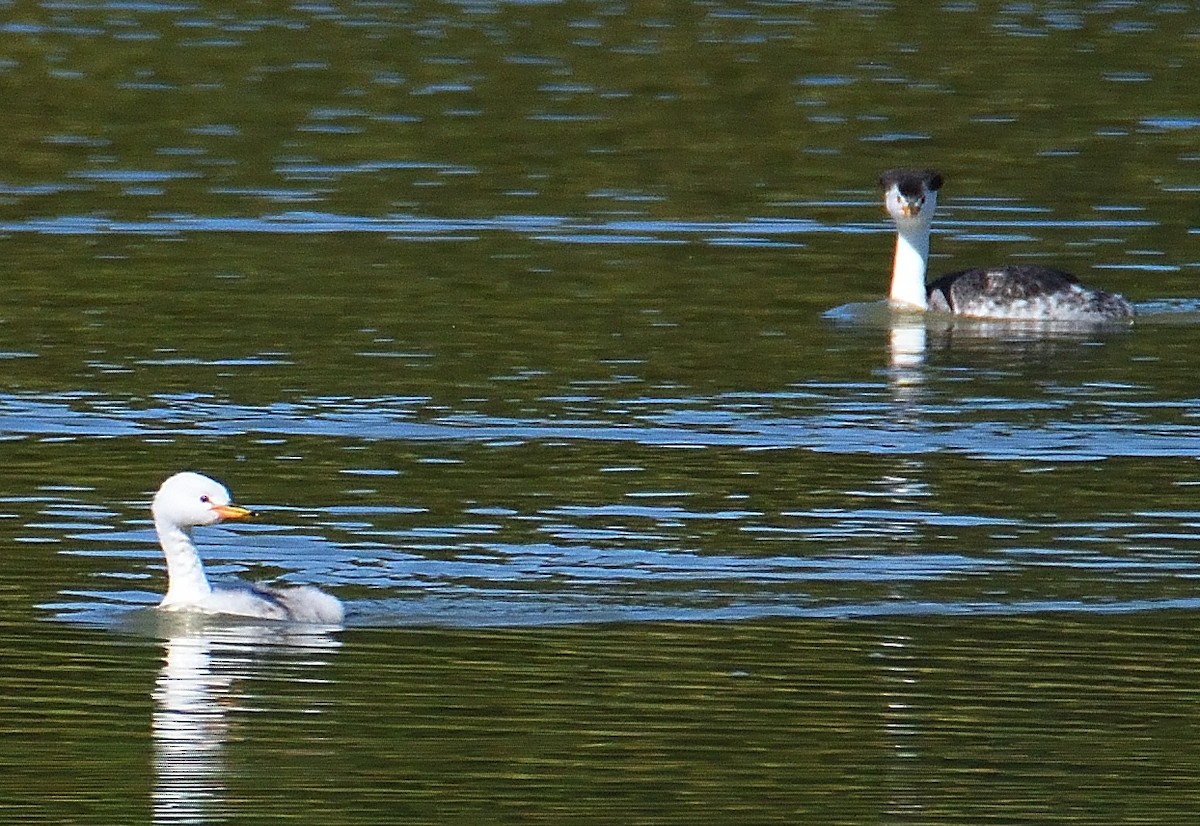 Clark's Grebe - ML645277611