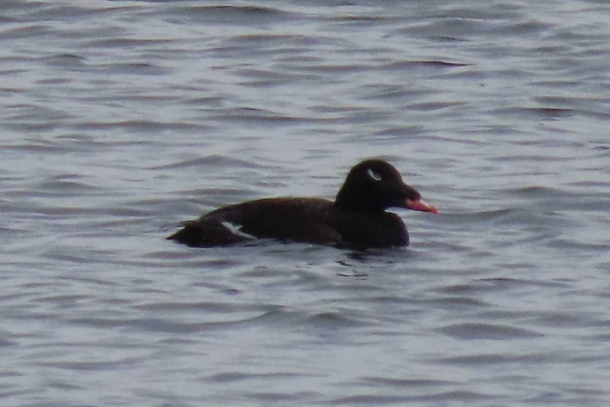 White-winged Scoter - ML645277626