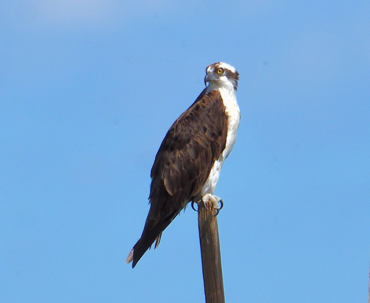 Osprey - ML645277628