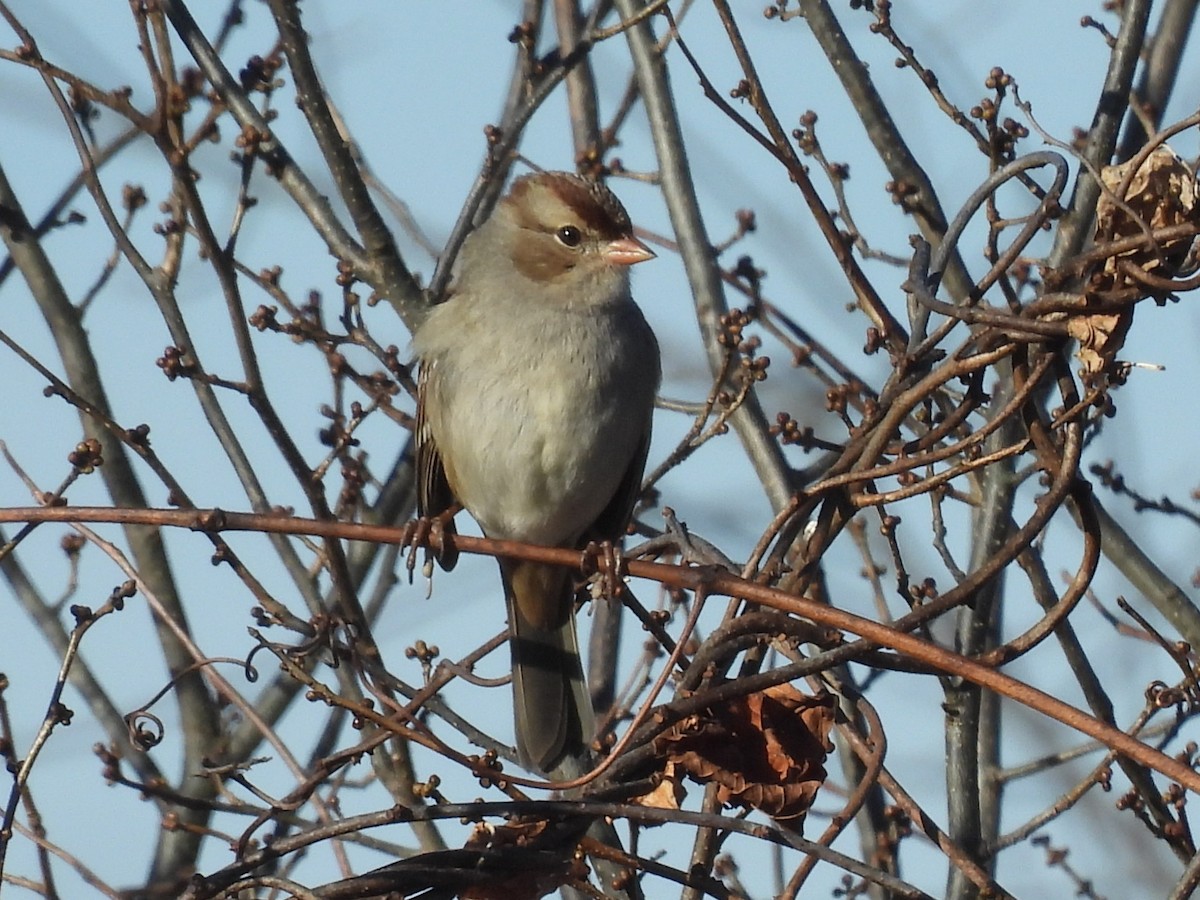 White-crowned Sparrow - ML645277640