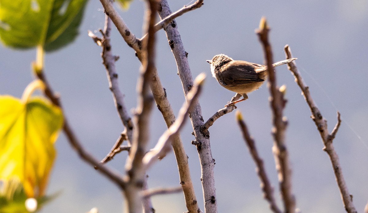 Curruca Carrasqueña Oriental - ML645277644