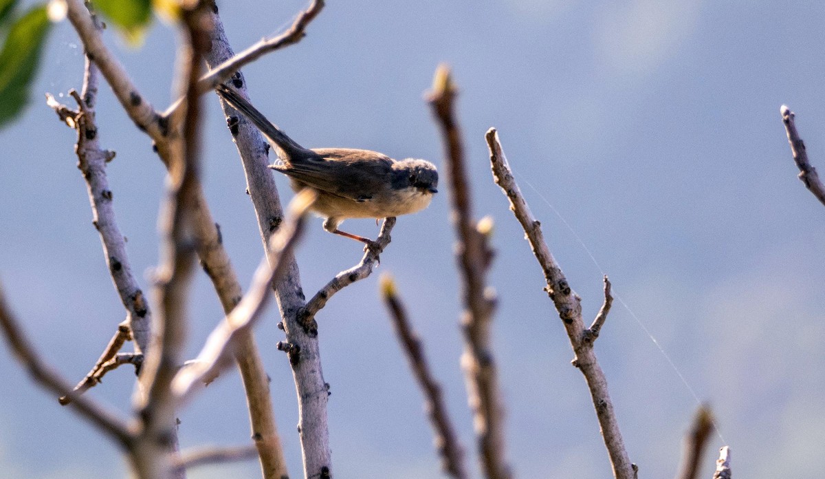 Curruca Carrasqueña Oriental - ML645277645