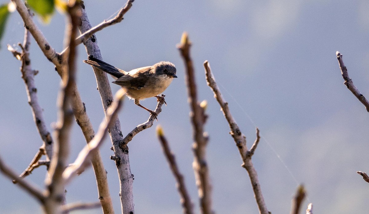 Curruca Carrasqueña Oriental - ML645277646