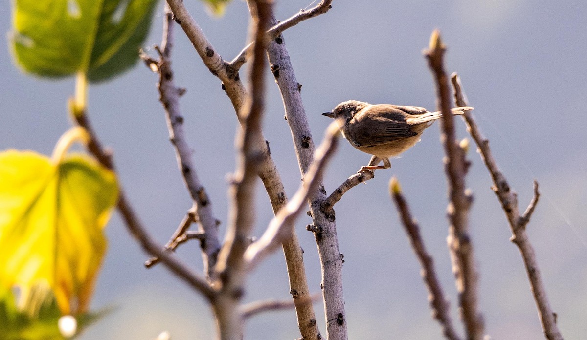Curruca Carrasqueña Oriental - ML645277647