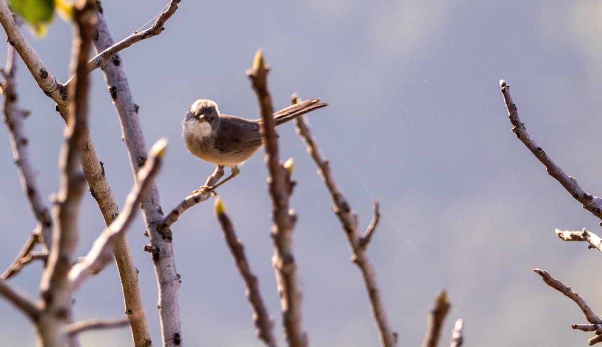 Curruca Carrasqueña Oriental - ML645277648